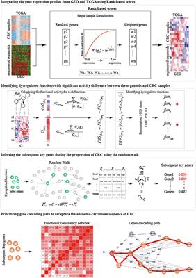 Prioritizing Gene Cascading Paths to Model Colorectal Cancer Through Engineered Organoids